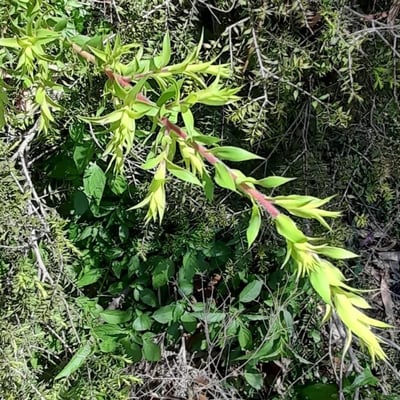 Melaleuca styphelioides — leaf