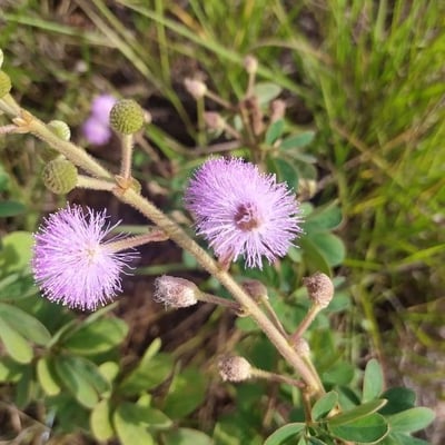 Mimosa albida — flower