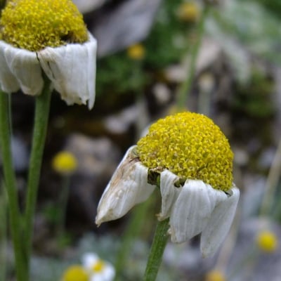 Anthemis cretica — flower