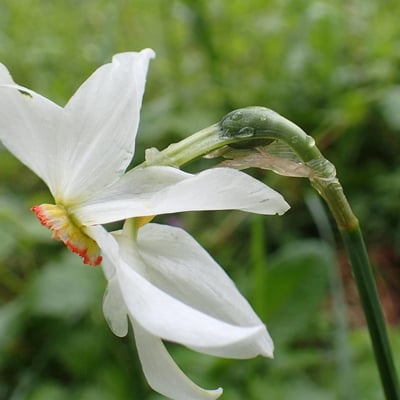 Narcissus poeticus — flower