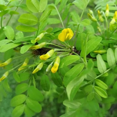 Caragana arborescens — flower