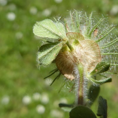 Trifolium cherleri — flower
