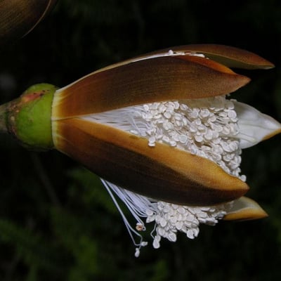 Pseudobombax septenatum — flower