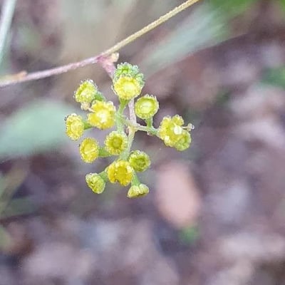 Bupleurum rigidum — flower