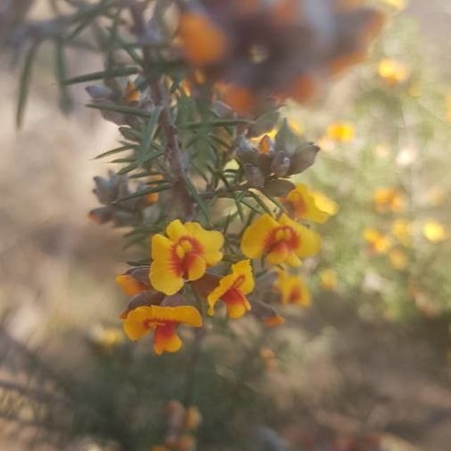 Dillwynia retorta — flower