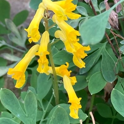 Pseudofumaria lutea — flower