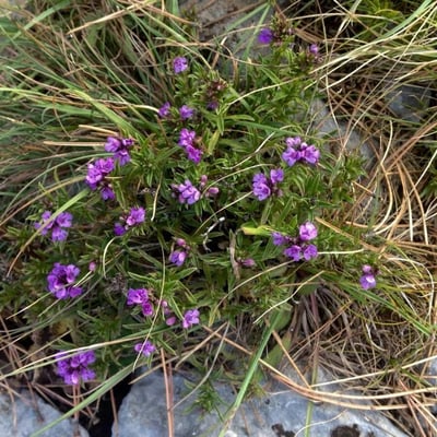 Satureja montana — flower