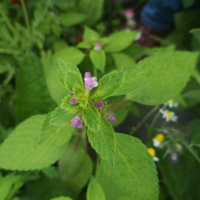 Galeopsis bifida — flower