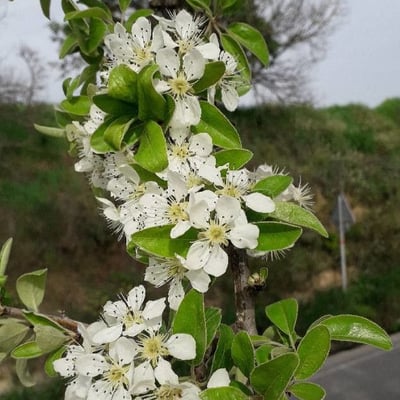 Prunus mahaleb — flower
