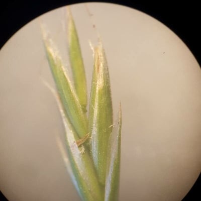 Festuca gigantea — flower
