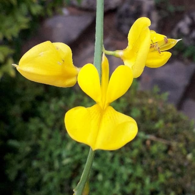 Spartium junceum — flower