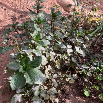 Mentha × piperita — flower