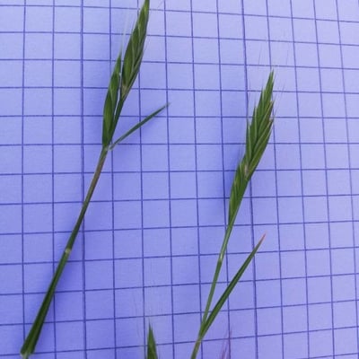 Brachypodium distachyon — flower