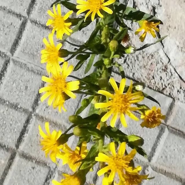 Dittrichia viscosa — flower