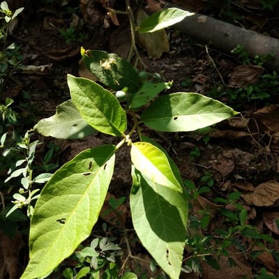 Solanum paniculatum — leaf