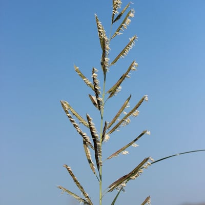 Sporobolus michauxianus — flower