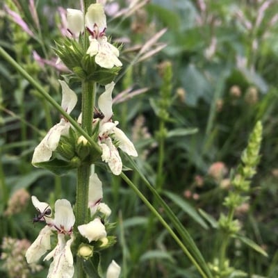 Stachys recta — flower