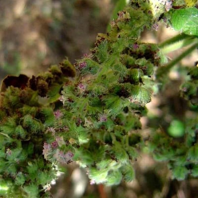 Mesosphaerum pectinatum — leaf