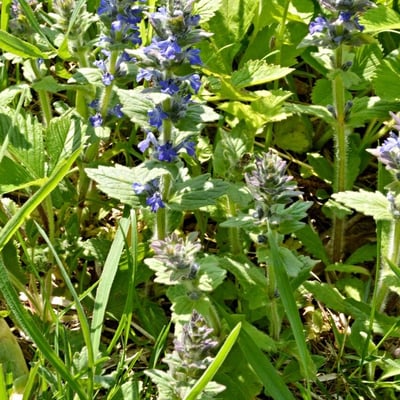 Ajuga genevensis — flower