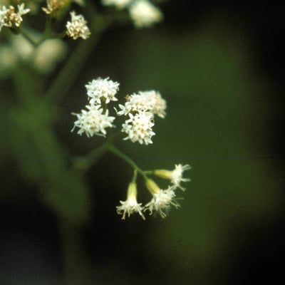 Eupatorium rotundifolium — flower