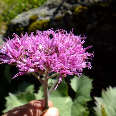 Adenostyles leucophylla — flower