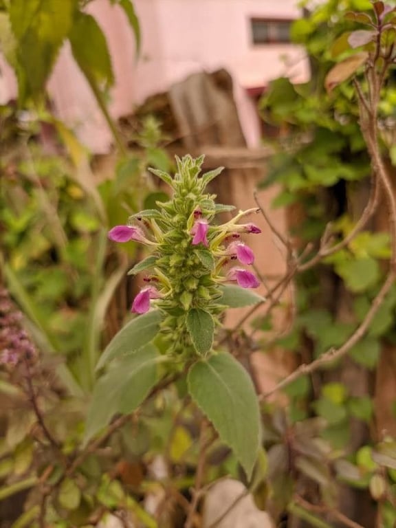 Catmint