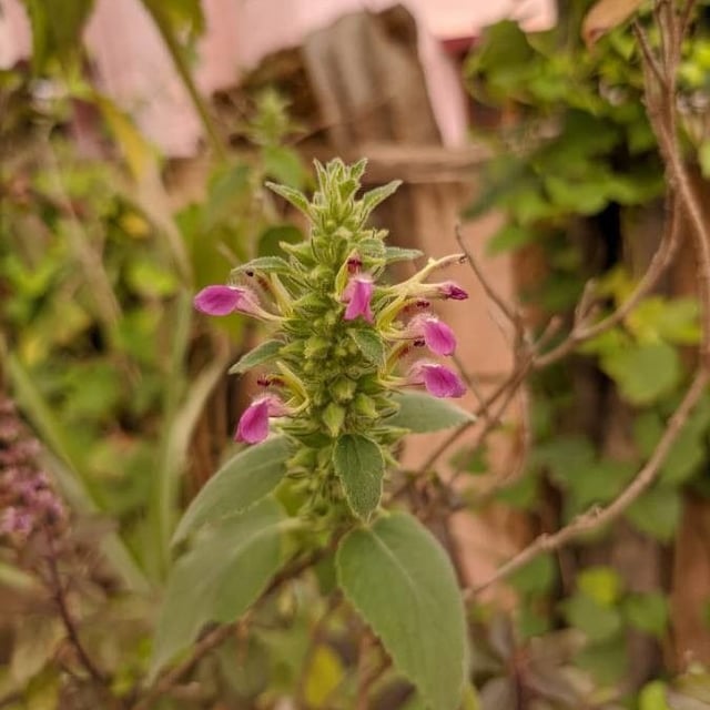 Catmint