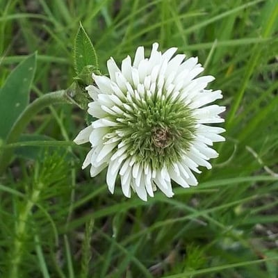 Trifolium montanum — flower