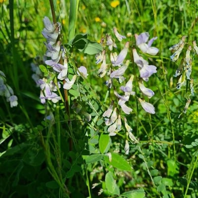 Vicia sylvatica — flower