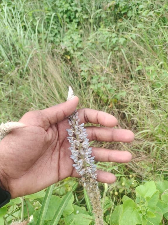 Uraria picta