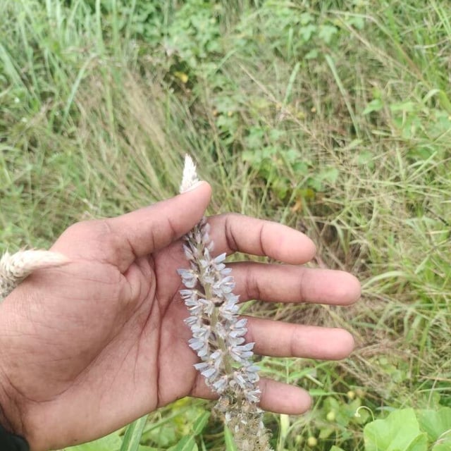 Uraria picta — flower
