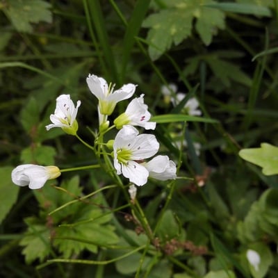 Cardamine amara — flower