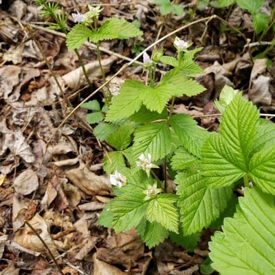 Rubus pubescens — flower