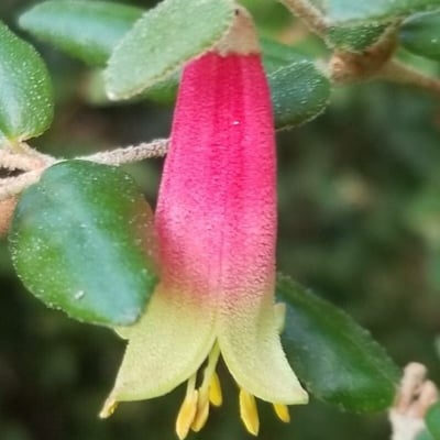 Correa reflexa — flower