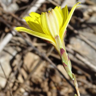 Lactuca viminea — flower