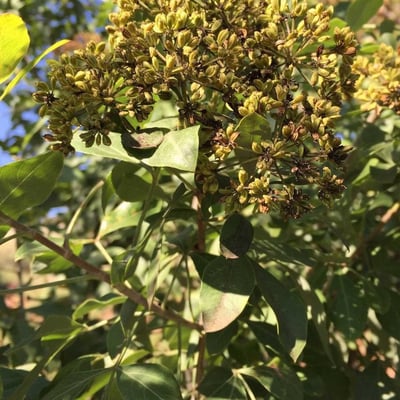 Heteromorpha arborescens — flower