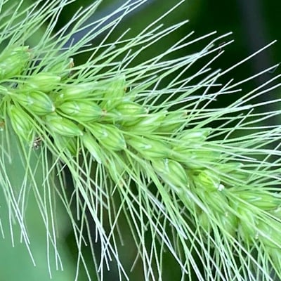 Setaria faberi — flower
