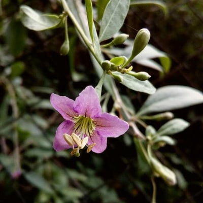 Lycium barbarum — flower