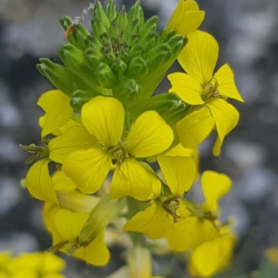 Erysimum nevadense — flower