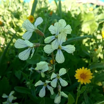 Raphanus raphanistrum — flower