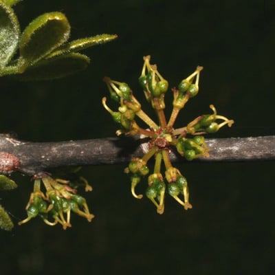 Zanthoxylum americanum — flower