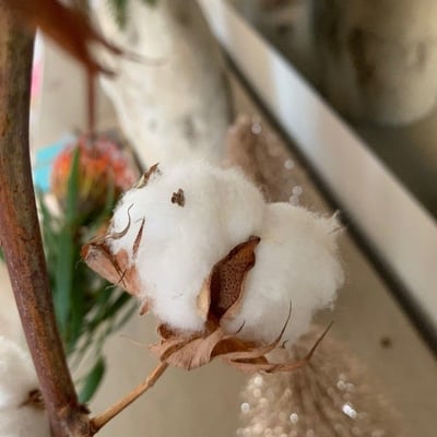 Gossypium arboreum — flower