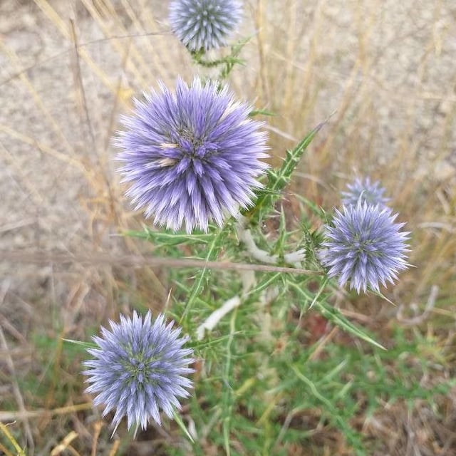 Echinops ritro — flower