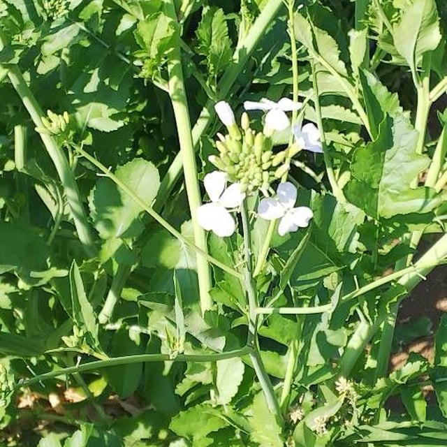 Brassica juncea — flower