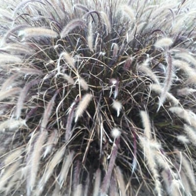 Cortaderia jubata — leaf