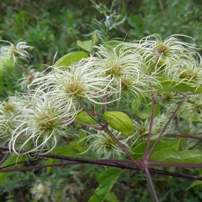 Clematis virginiana — flower