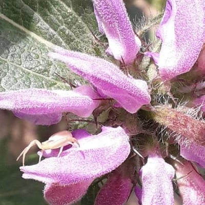 Phlomis herba-venti — flower