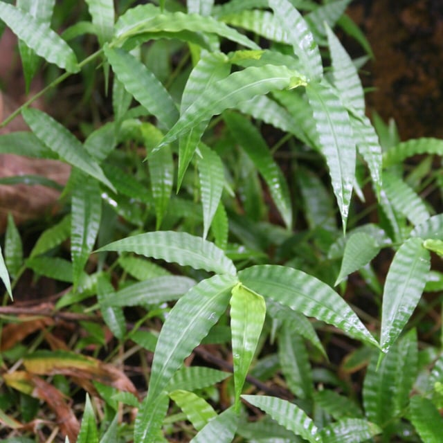 Oplismenus hirtellus — leaf