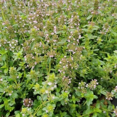 Thymus pulegioides — flower
