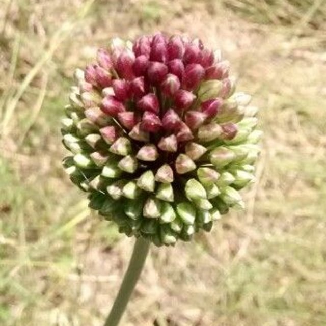 Allium sphaerocephalon — flower
